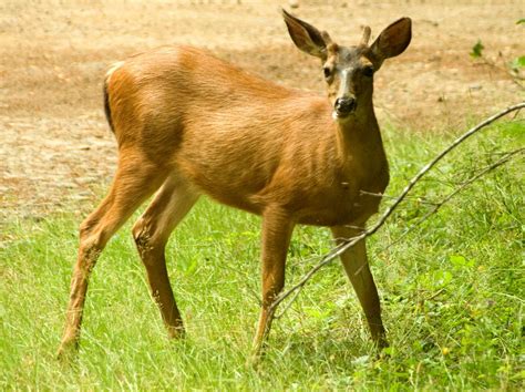 Mule deer | Behavior, Habitat & Diet | Britannica