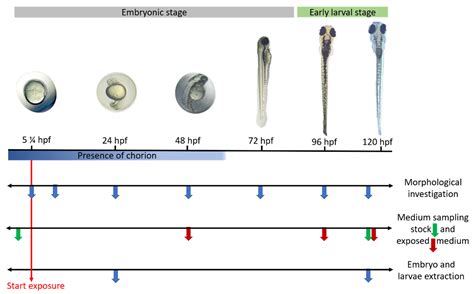 Zebrafish Embryo Stages