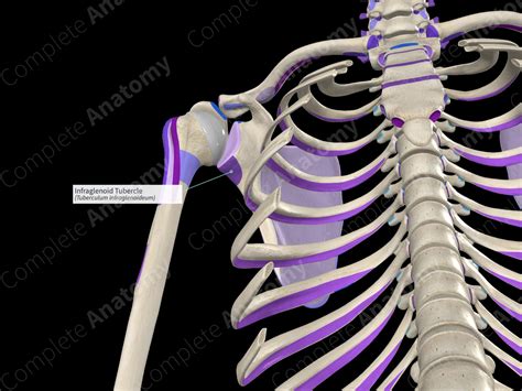 Infraglenoid Tubercle | Complete Anatomy