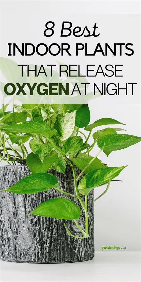 8 Best Indoor Plants That Release Oxygen at Night - Gardening Soul