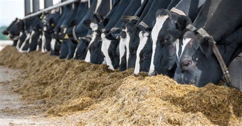 dairy cows eating silage - Agritech