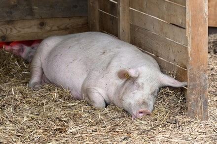 2,000 Pig farming Stock Pictures, Editorial Images and Stock Photos | Shutterstock