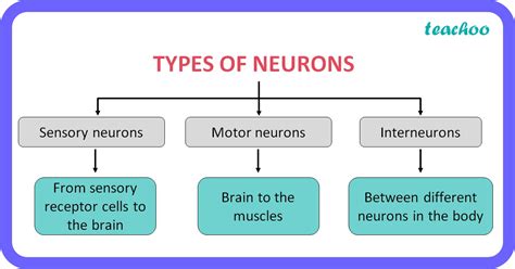 Neurons - Structure, Function and types [Biology Class 10]