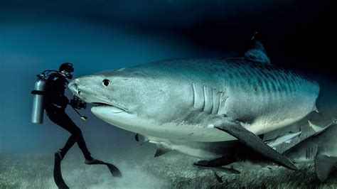 Pensioner, 78, has spent more than six decades diving with killer tiger sharks – The US Sun ...