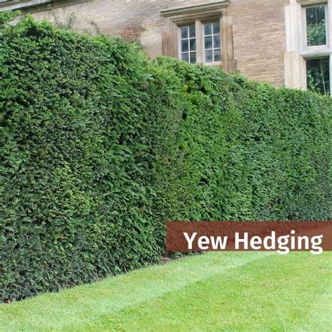 Keyword for Cost Of Yew Hedge Plants