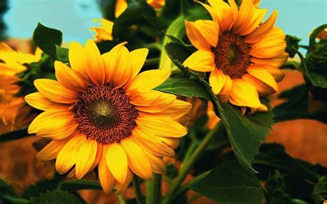 Sunflower Wallpapers - Wallpaper Cave