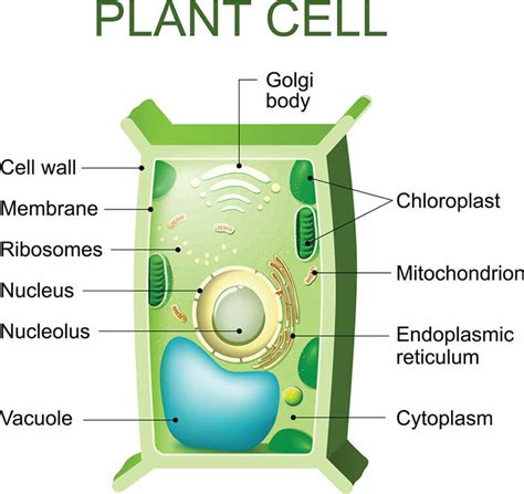 Organelles Of A Plant Cell