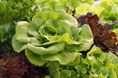 Best Companion Plants to Grow with Lettuce | Gardener’s Path