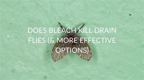 Does Bleach Kill Drain Flies (& 4 Effective Alternatives) - Pest Prevention Patrol