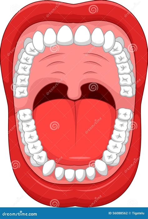 Cartoon Parts Of Human Mouth. Open Mouth And White Healthy Tooth Stock Vector - Image: 56088562