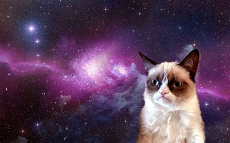 Space Cats HD Wallpaper - WallpaperSafari