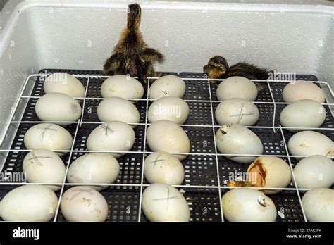 Goose eggs in an incubator. Goose egg incubation. process of hatching from goose eggs in ...