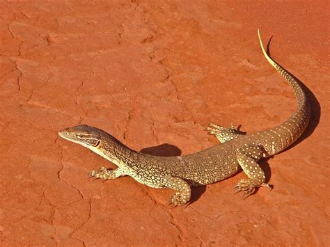 A List Of Australian Outback Animals Found In The Opal Fields