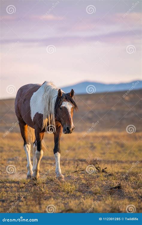 Wild Horse Stallion at Sunset Stock Image - Image of mammal, nature: 112301285