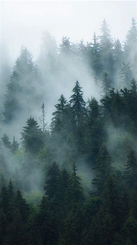 Discover 75+ foggy forest wallpaper best - 3tdesign.edu.vn