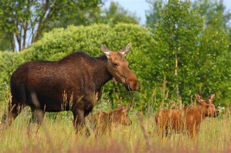 Nearly 30 Years After Chernobyl Disaster, Wildlife Returns to the Area | Live Science