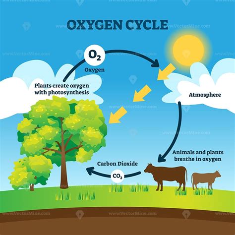 Oxygen cycle vector illustration | Carbon cycle, Nitrogen cycle, Carbon dioxide cycle