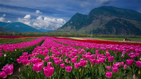 TULIP wallpaper - Pink Tulip Wallpapers - Wallpaper Cave