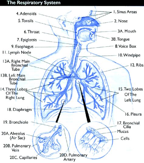 Schematic Diagram Of Respiratory System