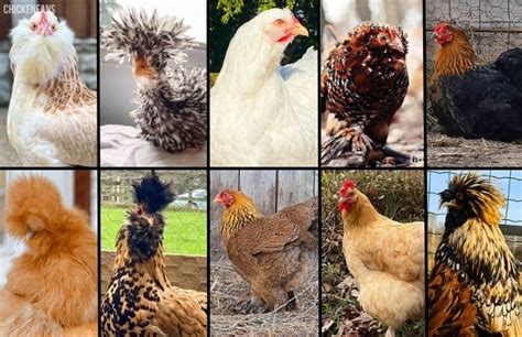 10 Fluffy Chicken Breeds That Are Kid-Friendly | Chicken Fans