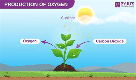 Oxygen Cycle- Process, Uses, Production and Facts about Oxygen