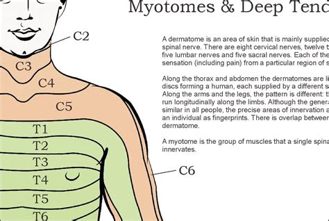 Dermatomes, Myotomes and DTR Poster 24 X 36 Chiropractic Medical Chart | Spinal nerve, Human ...