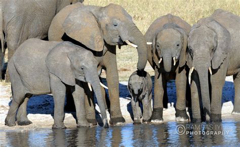 Zimbabwe Wildlife – Ramdas Iyer Photography