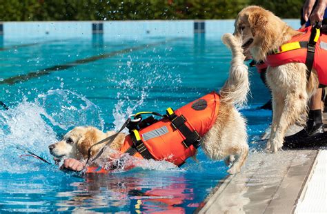 Swimming Tips For The Dog | Swimming Pools | Hawaiian Pool Builders