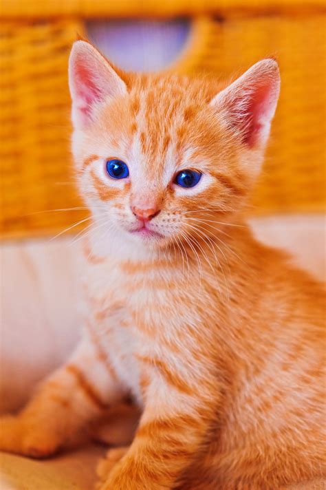 Orange kitten posing in front of orange basket Baby Kittens, Cute Cats And Kittens, Kittens ...