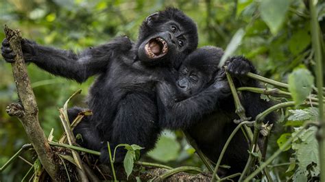 Gorilla families in Mgahinga Gorilla National Park - Epic Uganda Vacation