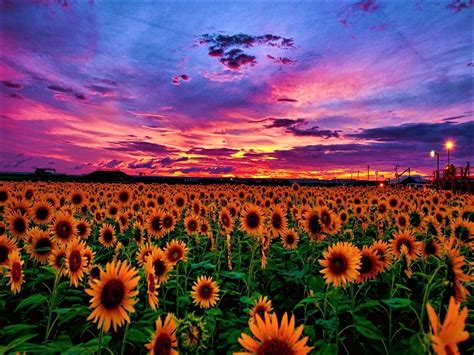 Sunflower Fields at Sunset with red and purple skies photograph - Jéanpaul Ferro | Sunflower ...