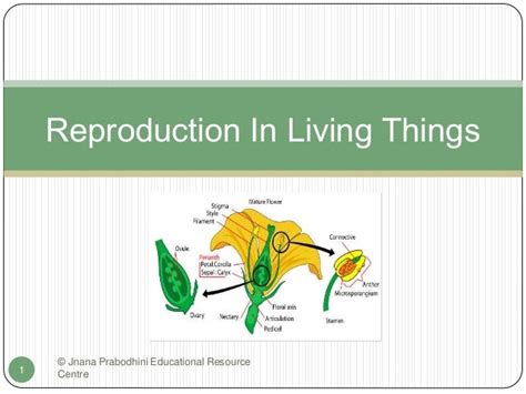 Reproduction in Living Things