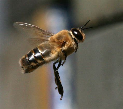 10 Interesting Drone Bee Facts - Complete Beehives