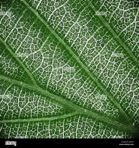 Leaf cell microscope hi-res stock photography and images - Alamy