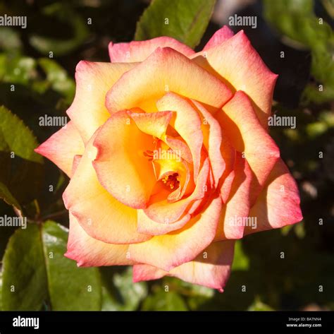 Variegated pink yellow rose hi-res stock photography and images - Alamy