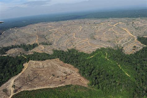 Rainforest Deforestation Pictures - Viewing Gallery