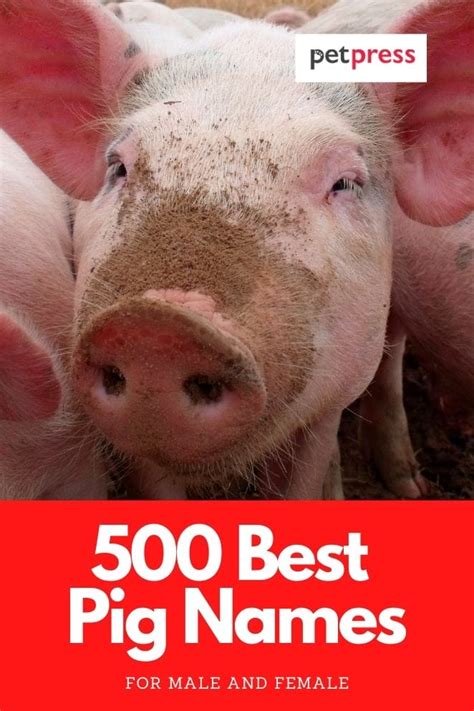 Pig Names: The 500 Most Popular Male and Female Pig Names