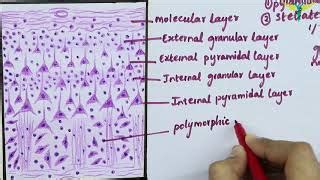 Cerebral Cortex Histology Labeled