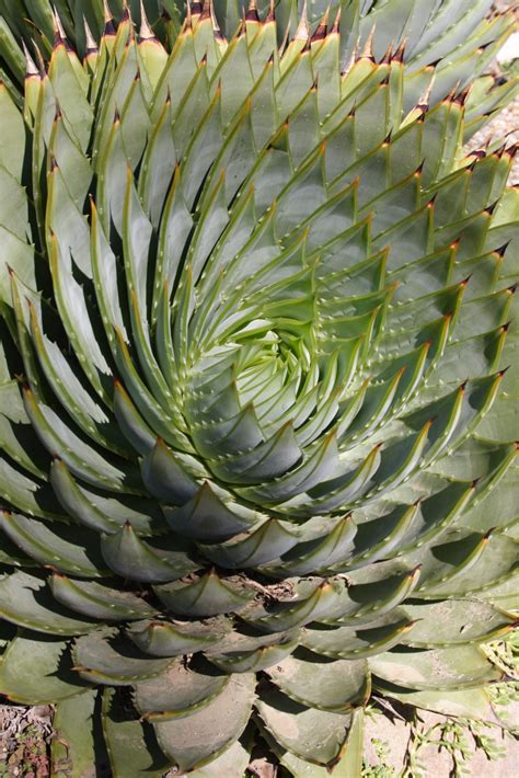 Aloe polyphylla | Pan Global Plants