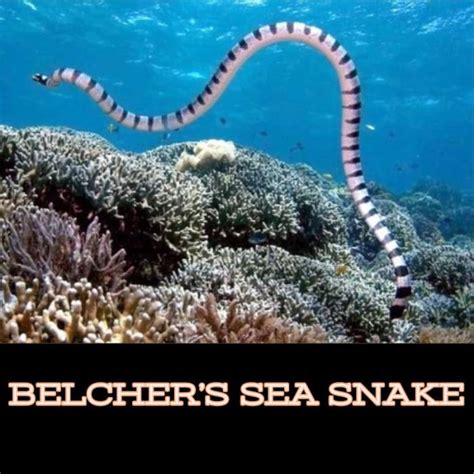 Belcher's Sea Snake - Owlcation