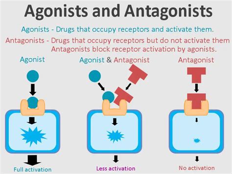 Difference Between Agonist And Vs Antagonist Drugs - Relationship Between