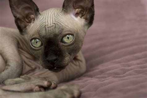 Sphynx Cat Breed -Temperament, Personality and Characteristics Traits | Hill's Pet US