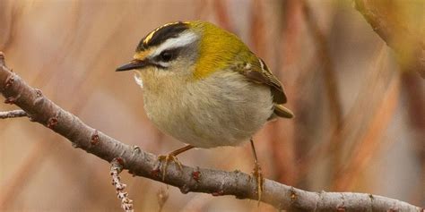 Smallest Birds In The World: Tiniest Bird Species Ranked ️