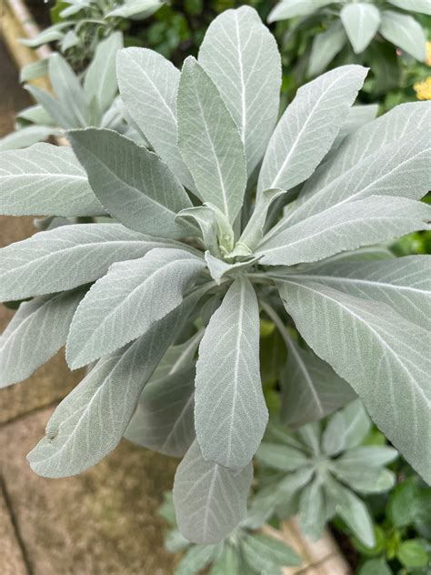 Salvia apiana Seeds £2.25 from Chiltern Seeds - Chiltern Seeds Secure Online Seed Catalogue and Shop