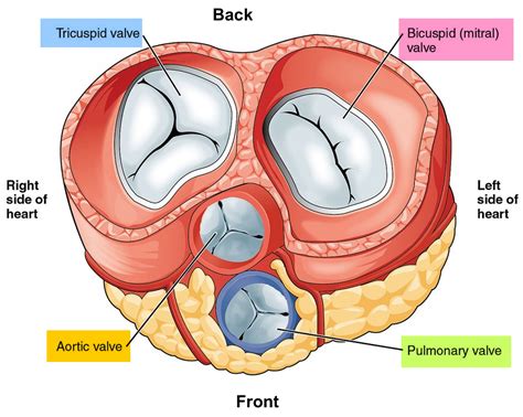 Heart Valves. Function, Purpose and How Many Heart Valves in Your Heart