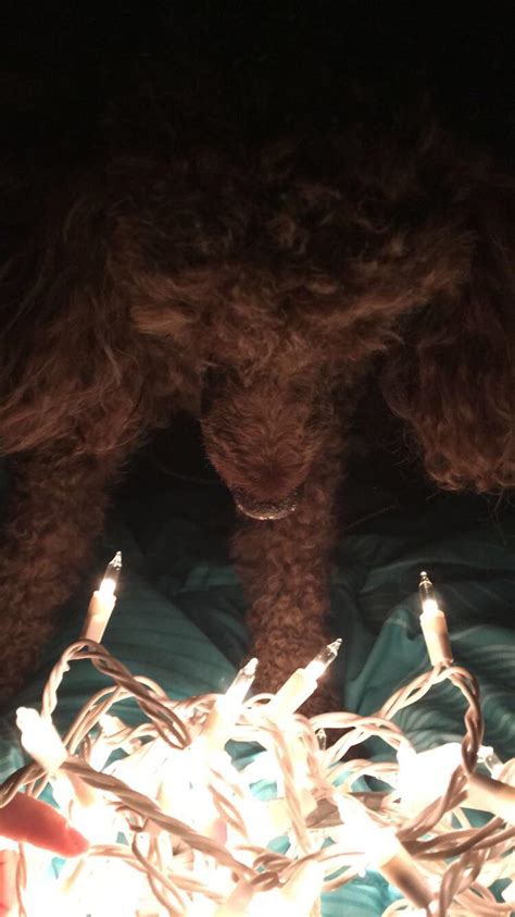 My dog with some Christmas lights. : r/pics