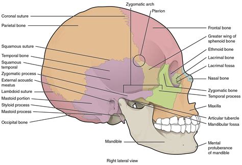 OpenStax AnatPhys fig.7.5 - Lateral View of Skull - English labels | AnatomyTOOL