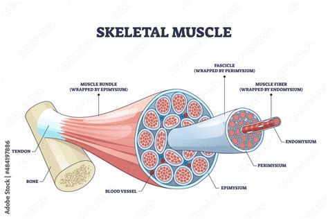 Skeletal Muscle Vector Illustration Diagram Skeletal Muscle Medical