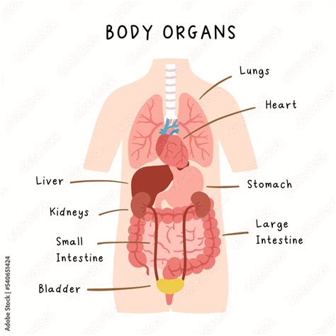 Human body organs illustration. Human anatomy infographic for kids study. Stock Vector | Adobe Stock