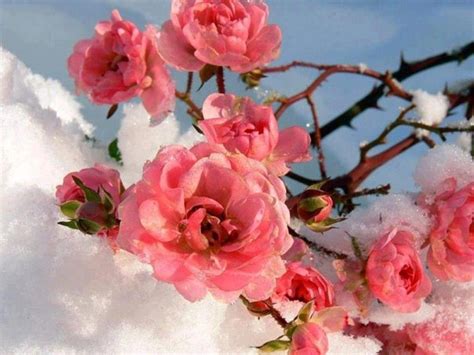 Flowers in Snow Wallpapers - Top Free Flowers in Snow Backgrounds - WallpaperAccess